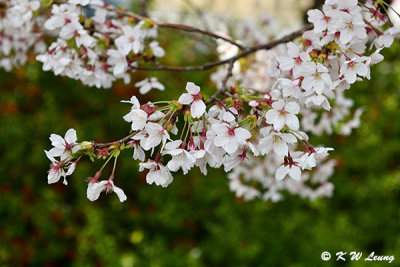 Cherry Blossom DSC_1703