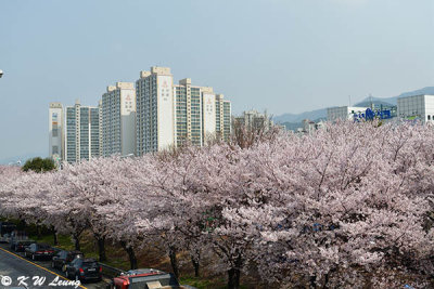 Samnak Ecology Park DSC_1755