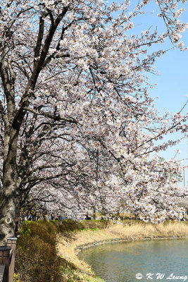 Seokchon Lake DSC_3080