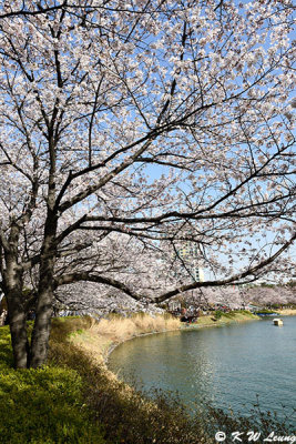 Seokchon Lake DSC_3094
