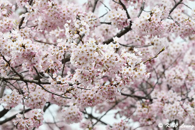 Cherry blossoms DSC_3226