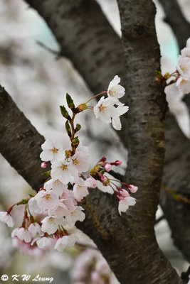Cherry blossoms DSC_3329