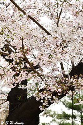 Cherry blossoms DSC_3237