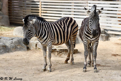 Zebras DSC_3595