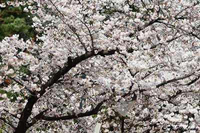 Cherry blossoms DSC_3535
