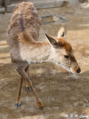 Formosan deer DSC_3597