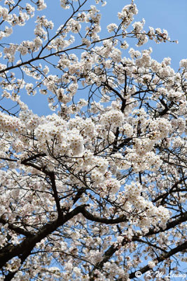Cherry blossoms DSC_3481