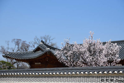 Gyeongbokgung DSC_2765