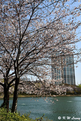 Seokchon Lake DSC_3116