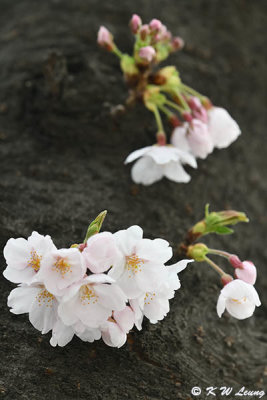 Cherry blossoms DSC_3172