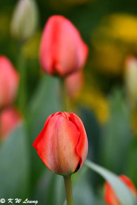 Tulip DSC_3245