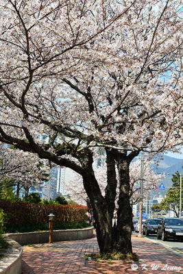 Cherry Blossom DSC_2052