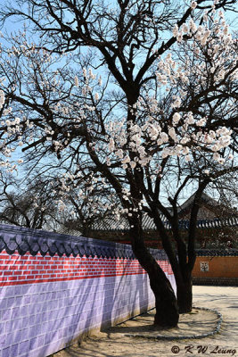 Gyeongbokgung DSC_2719