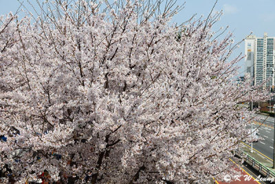 Cherry Blossom DSC_1778