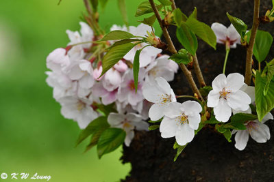 Cherry Blossom DSC_1829