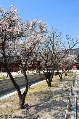 Gyeongbokgung DSC_2687