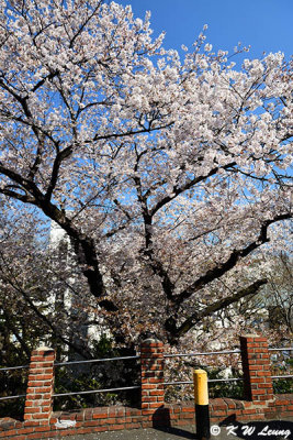 Cherry blossoms DSC_2521
