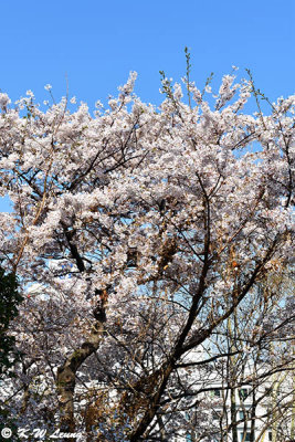 Cherry blossoms DSC_2530