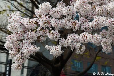 Cherry blossoms DSC_1674
