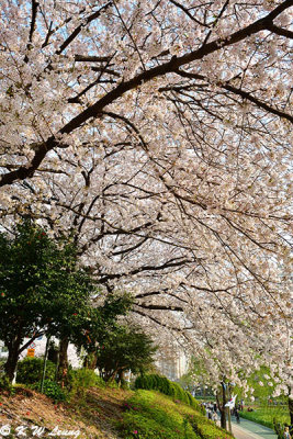 Cherry Blossom DSC_1865