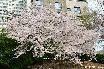 Cherry Blossom DSC_1809