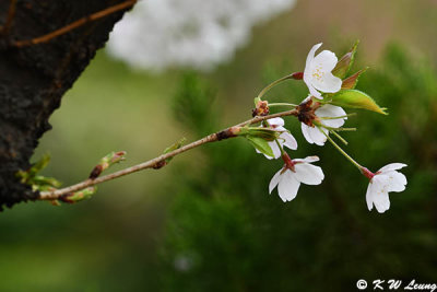 Cherry Blossom DSC_1831