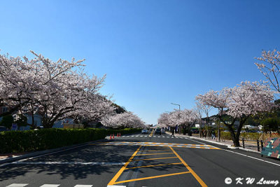 Cherry blossoms on both side of the road DSC_2202
