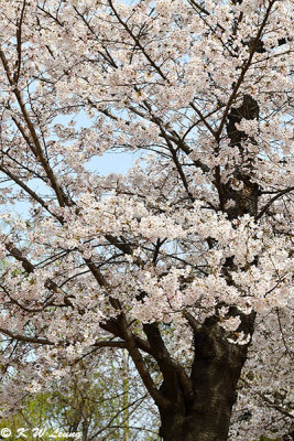 Cherry blossoms DSC_3513