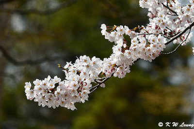 Cherry blossoms DSC_3522
