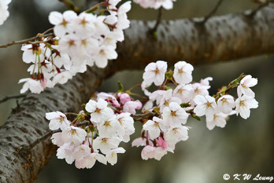 Cherry blossoms DSC_3327