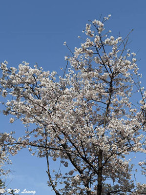 Cherry blossoms near Seokchon Lake DSC_3066
