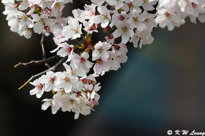 Cherry blossoms DSC_1672