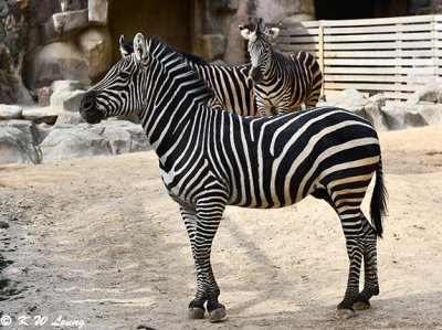 Zebras DSC_3584