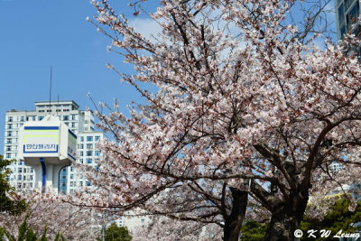 Cherry blossoms DSC_1929