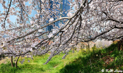 Cherry blossoms DSC_1954