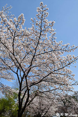 Cherry blossoms DSC_3490