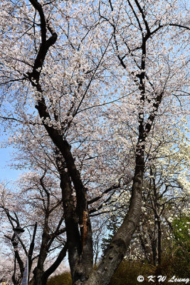 Cherry blossoms DSC_3474