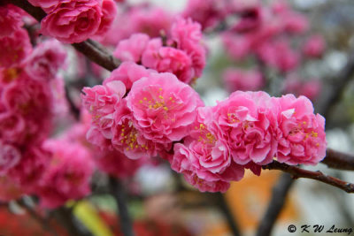 Cherry blossoms DSC_3278