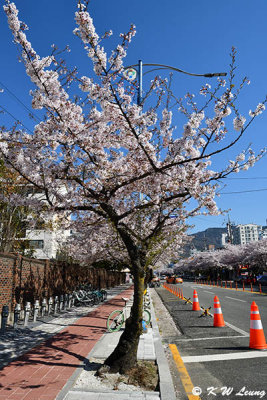 Cherry blossoms on roadside DSC_2201