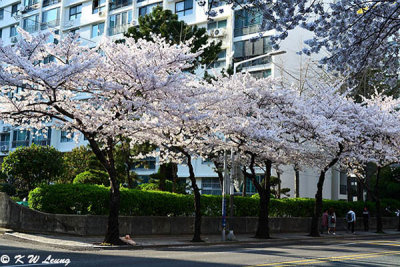 Namcheon-dong Cherry Blossom Road DSC_2117