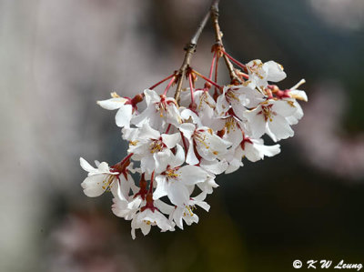 Cherry blossoms DSC_3462