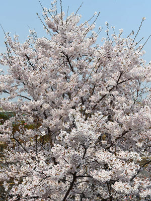Cherry blossoms DSC_1743