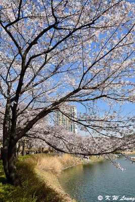 Seokchon Lake DSC_3102