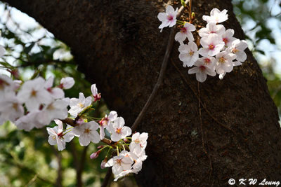 Cherry Blossom DSC_1972