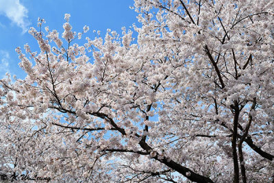 Cherry blossoms DSC_2377