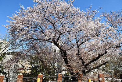 Cherry blossoms DSC_2523