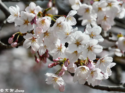 Cherry blossoms DSC_3531