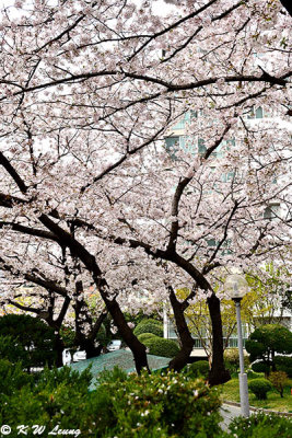 Cherry Blossom DSC_1837