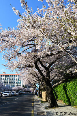 Namcheon-dong Cherry Blossom Road DSC_2107