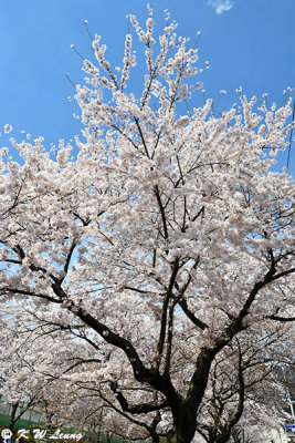 Cherry blossoms DSC_2376
